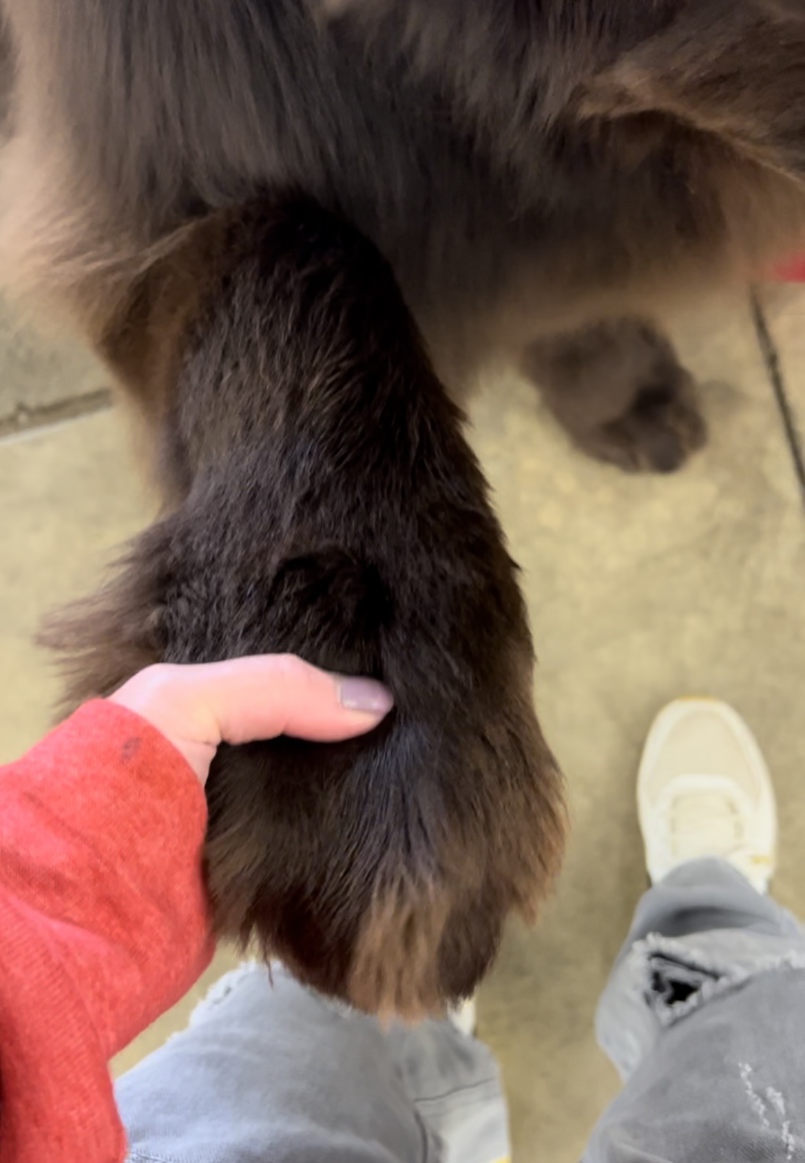 What Is a Dog's Quick And What Happens If I Cut It? My Brown Newfies
