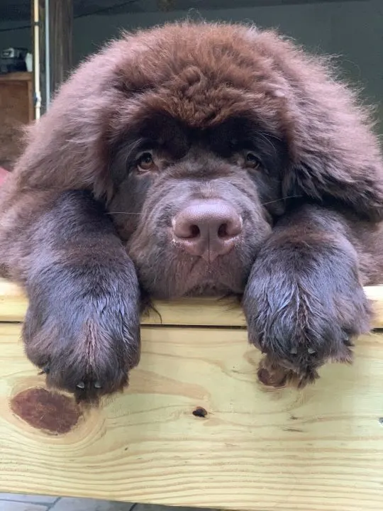 brown newfoundland puppy laying on grooming table