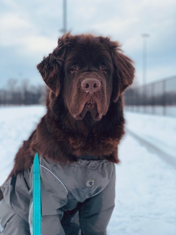 4 Ways To Combat Snowballs On Dog Paws My Brown Newfies
