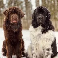 adopted newfoundland vs well bred newfoundland