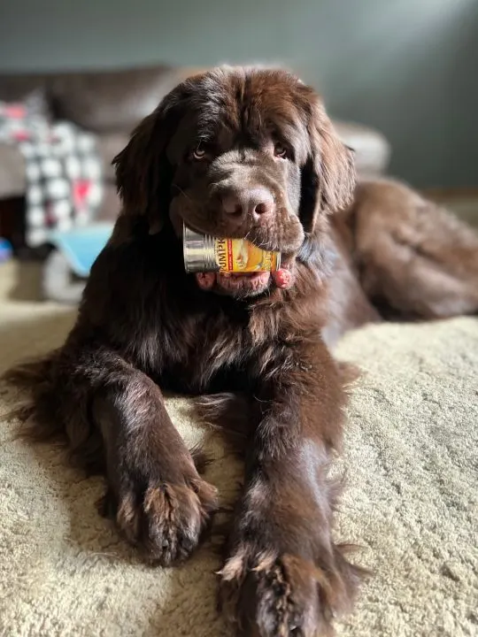first year with brown newfoundland dog