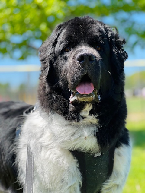 handsome black and white newfie standing