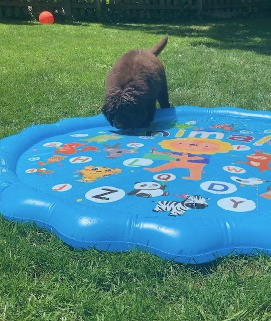 brown newfie puppy playing on blue splash pad