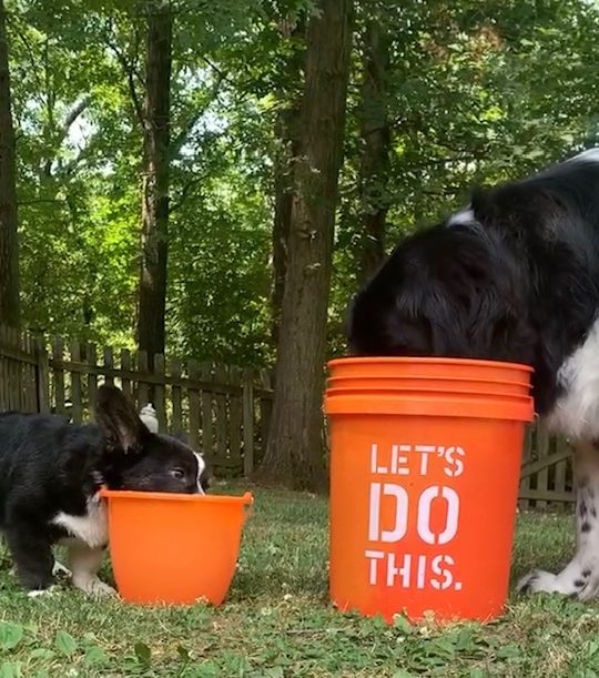 newfie and corgi bucket diving for ice cubes