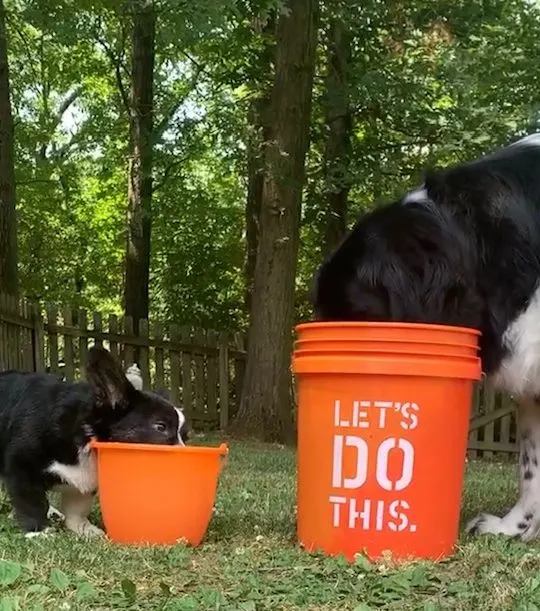 newfie and corgi bucket diving for ice cubes