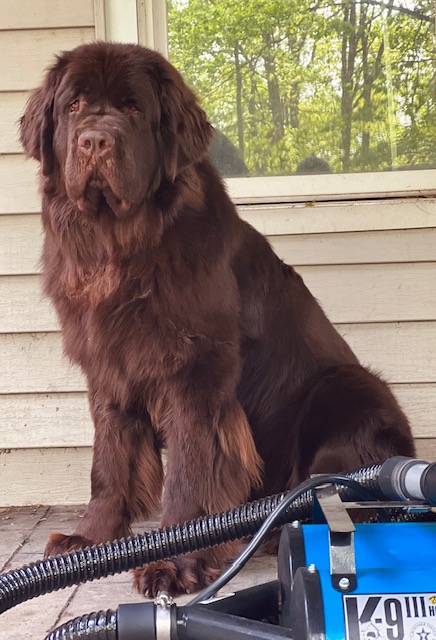brown newfie sitting behind blue dog dryer