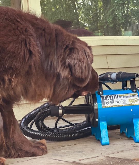 big brown dog sniffing high velocity dog dryer