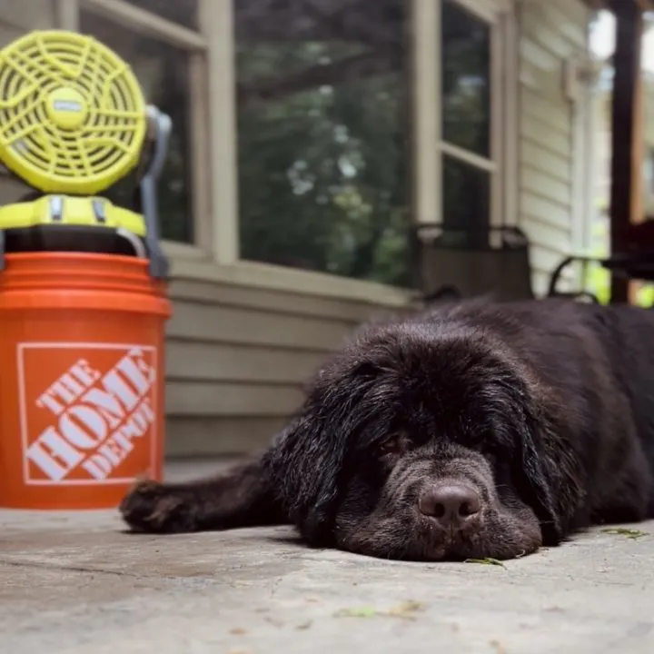brown newfoundland lounging in front of bucket misting fan