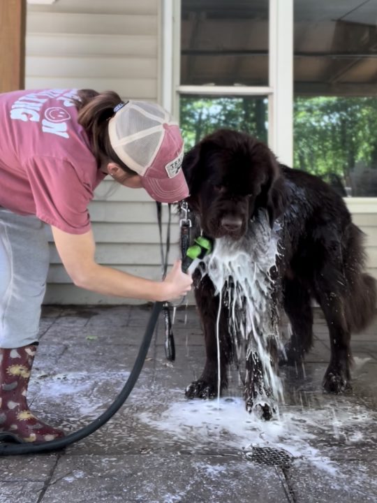 brown newfie puppy getting a bath outside