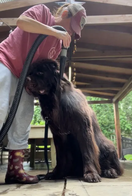 brown newfie being dried with high velocity dog dryer