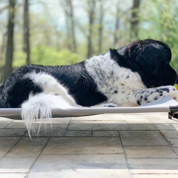 newfoundland dog laying on elevated cooling bed