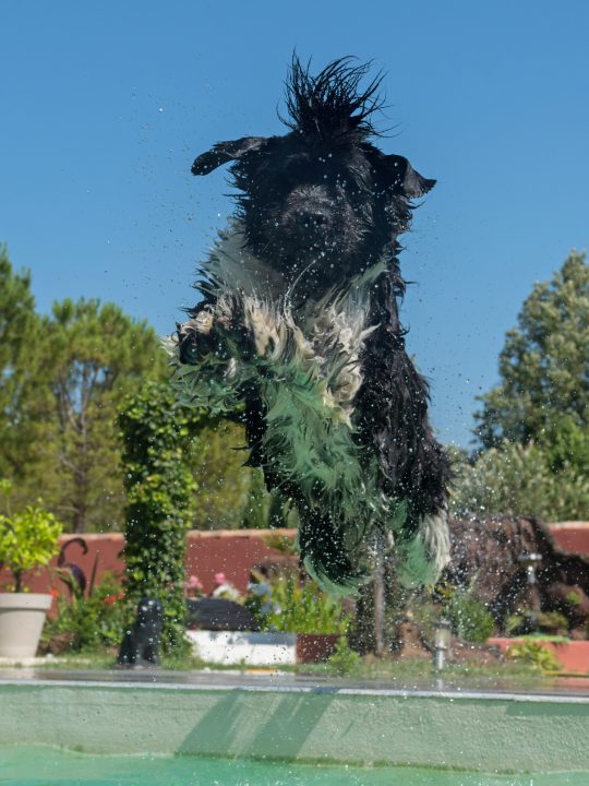 newfoundland dog jumping in pool