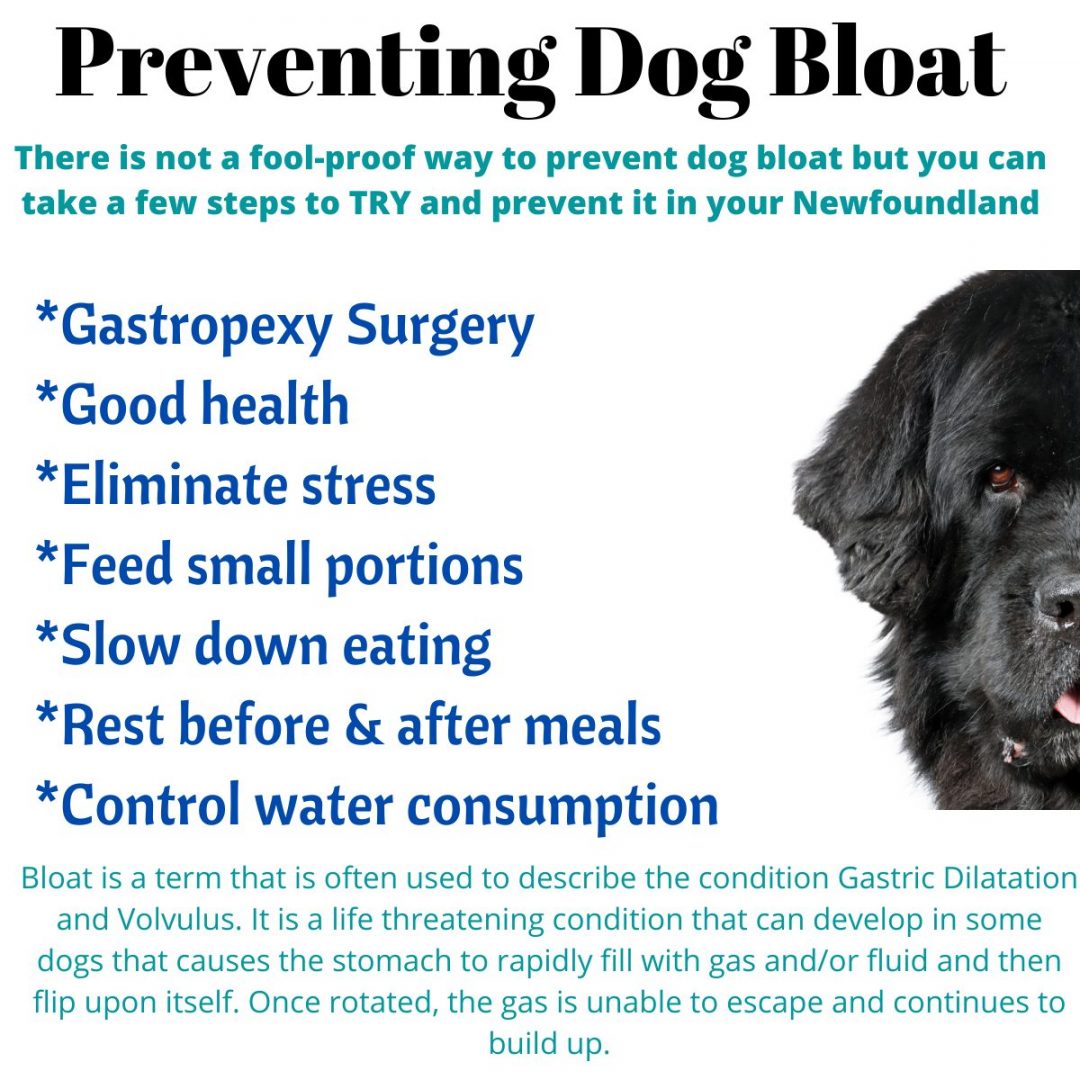 7 Steps You Can Take To Prevent Dog Bloat In Your Newfoundland My