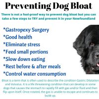 preventing dog bloat graphic