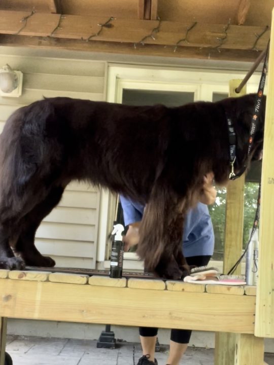 brown newfoundland dog on grooming table being brushed