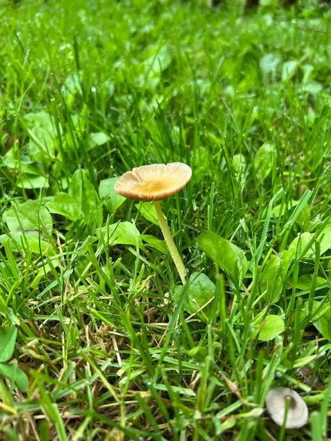 pluck mushroom from yard