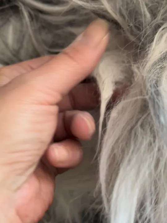 cornstarch on mat in dog's hair