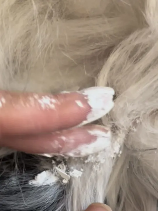 using cornstarch to remove mat from a dog's ear