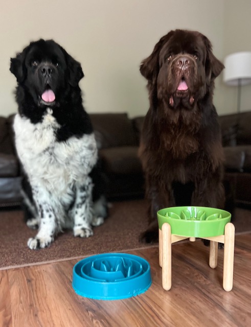 big dog sitting in front of elevated slow feeder dog bowl