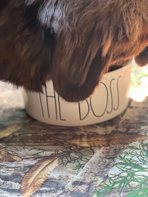 keep water cold in dog bowl