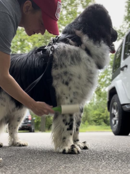 dog owner using a lint on dog's leg to check for ticks