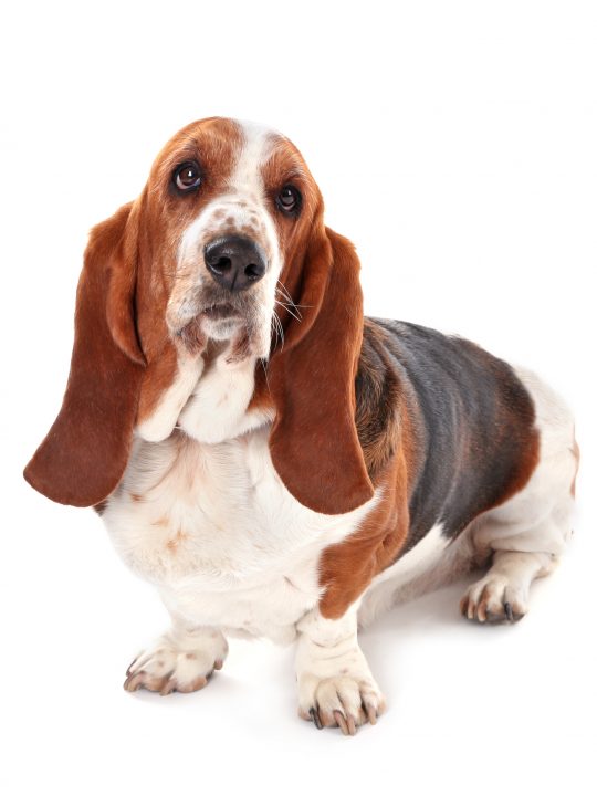 Basset hound dog drooling on floor