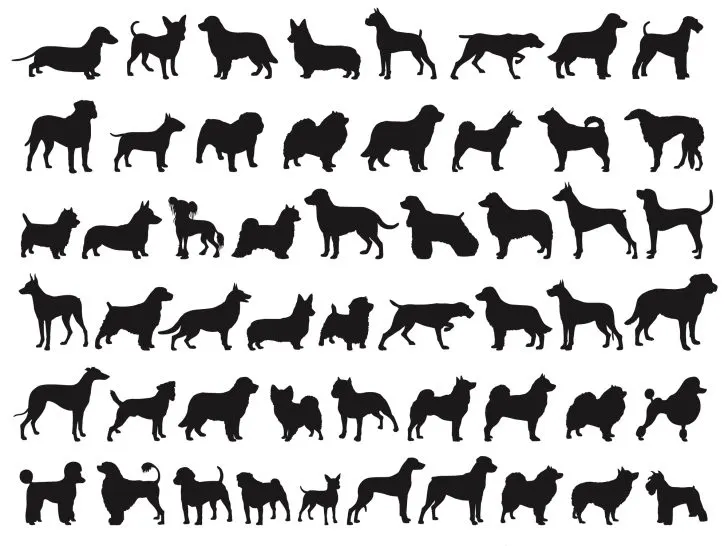popular dog breed stencils and patterns for pumpkin carving