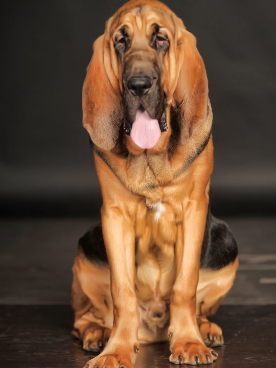 the Bloodhound is one if the large dog breeds that drool the most