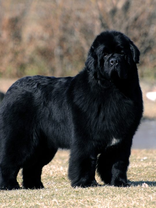 Black purebred Newfoundland dog standing