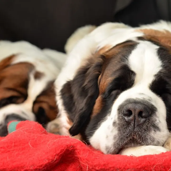 St Bernard dog breeds that drool the most