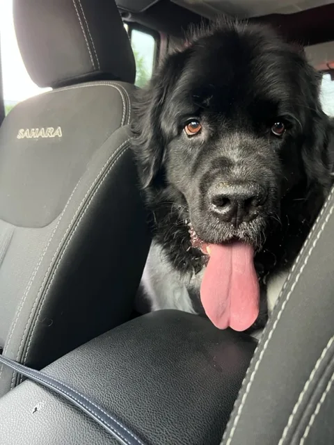 big dog drooling in car