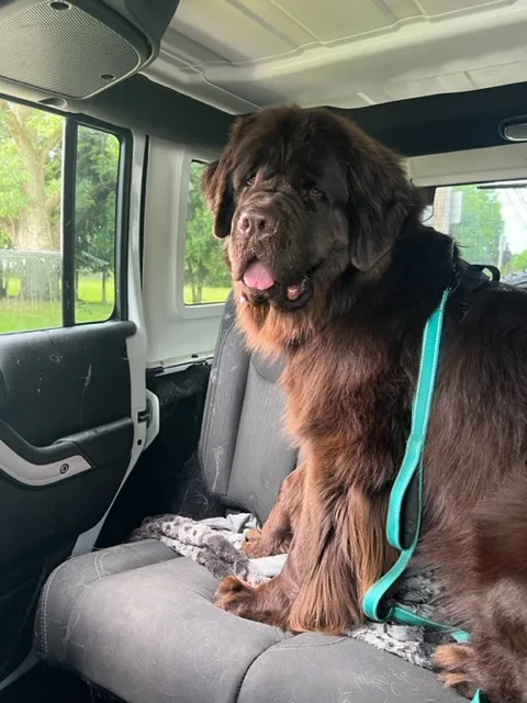 big brown dog drooling in the back seat of a car