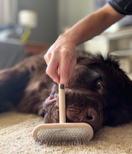 use a pin brush to remove dog hair from carpet