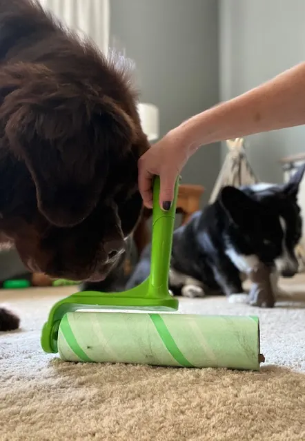 use a large lint roller to remove dog hair from carpet