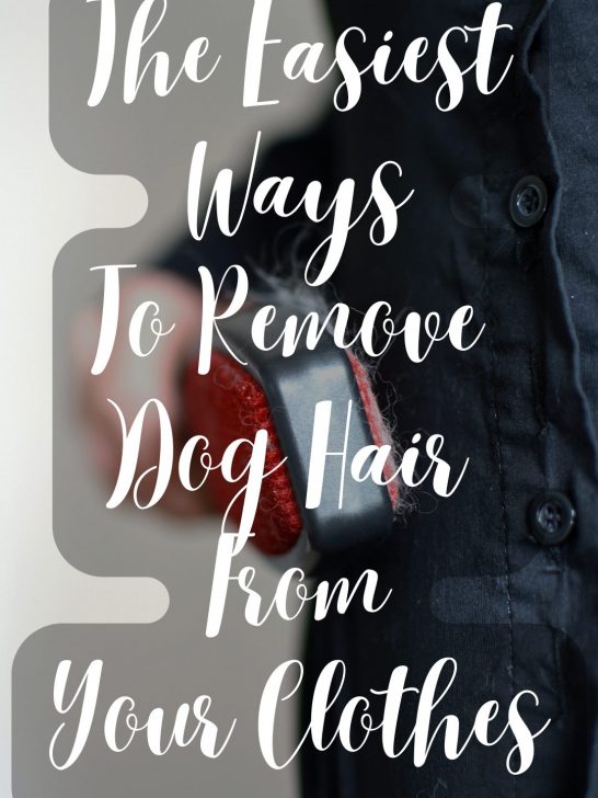 The Easiest Ways To Remove Dog Hair From Your Clothes Quick - My Brown  Newfies