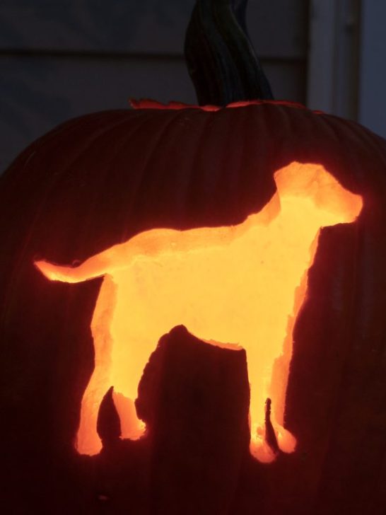 dog breed carved into a pumpkin for Halloween