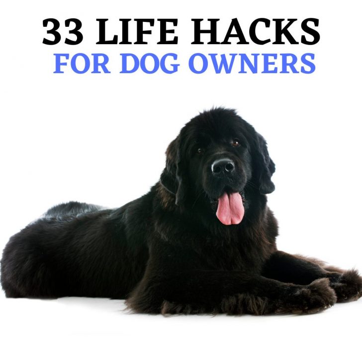 33 life hacks for dog owners