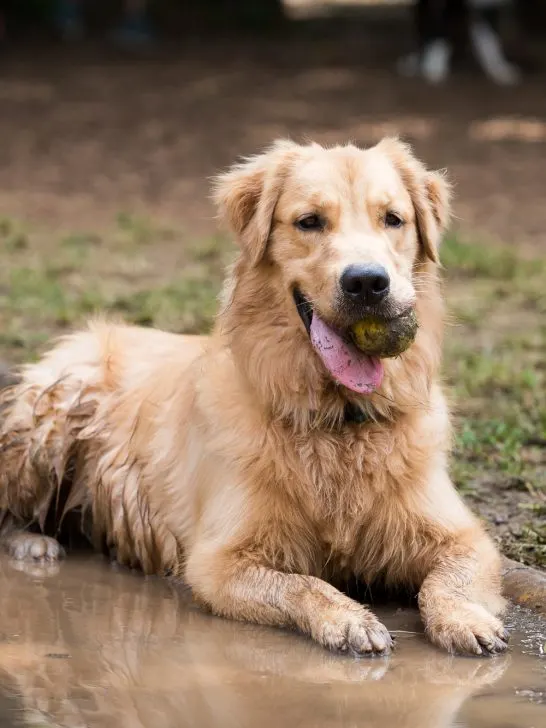 muddy dog yard solutions