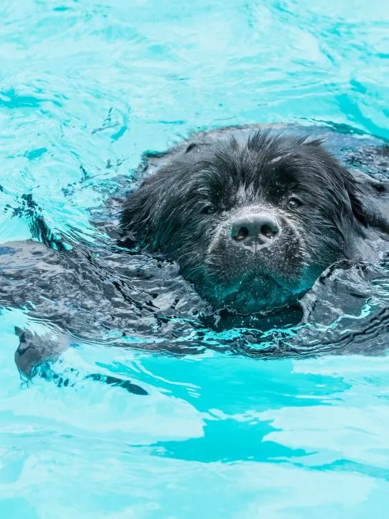 Newfoundland dog swims in the pool. Close-up of a dog's head in water. Rescue dog in the water.