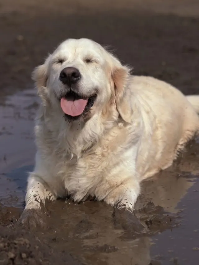 Cheap Ways To Cover Up Dog Mud In Your Backyard