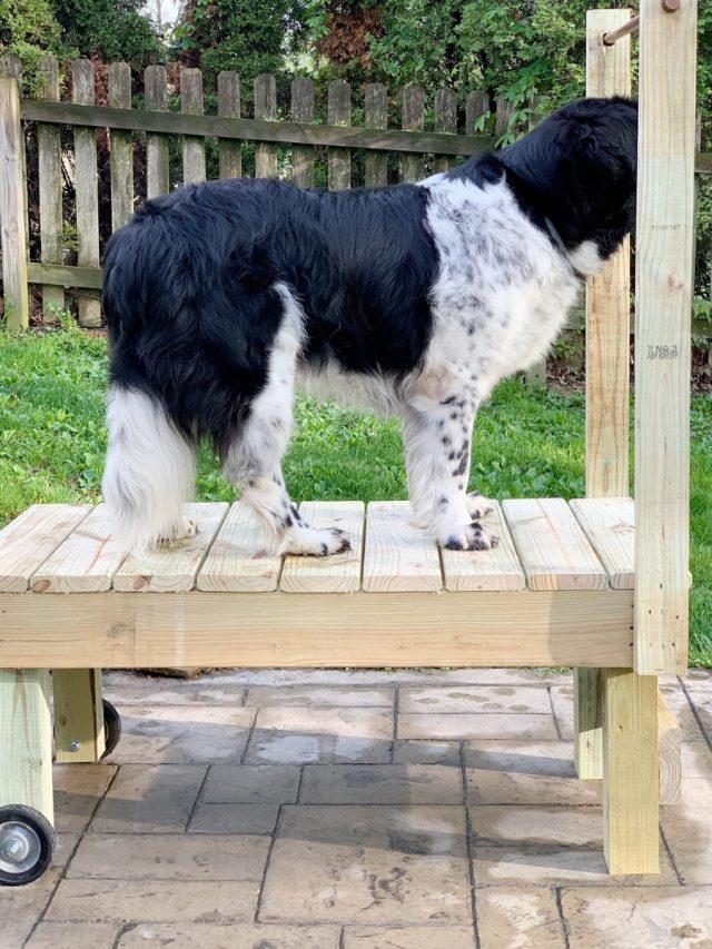 big dog standing on DIY wooden grooming table