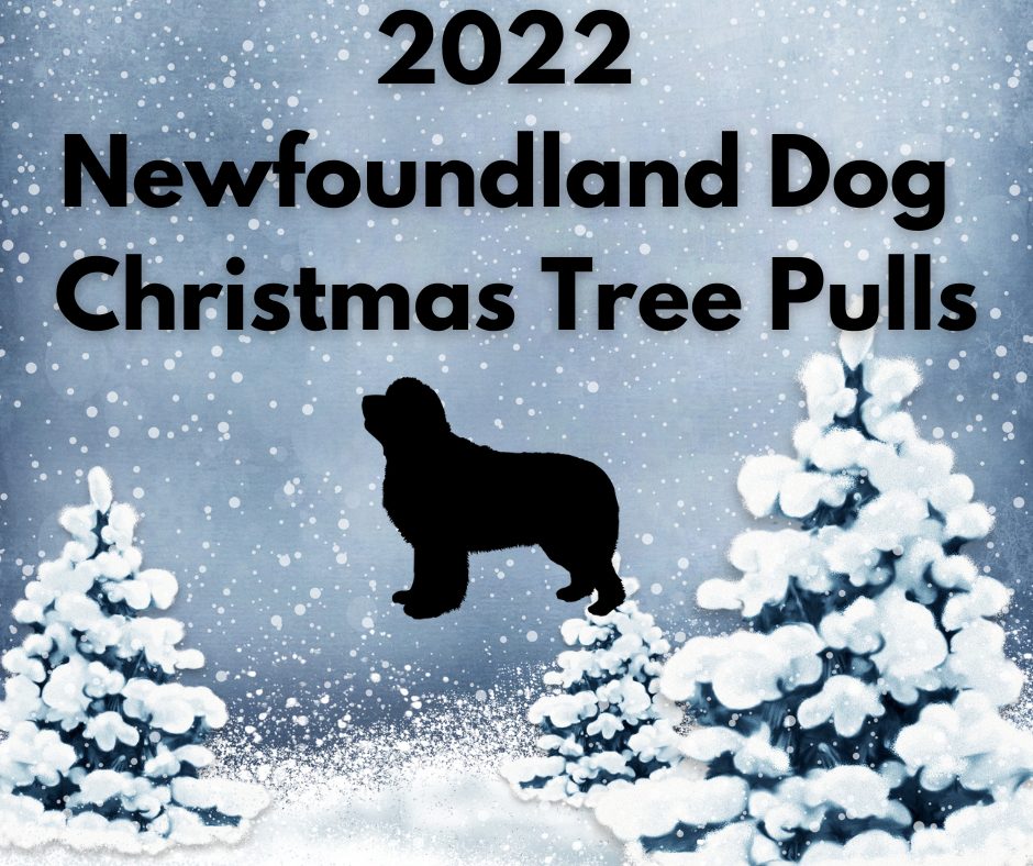 2022 Newfoundland dog Christmas tree haul list