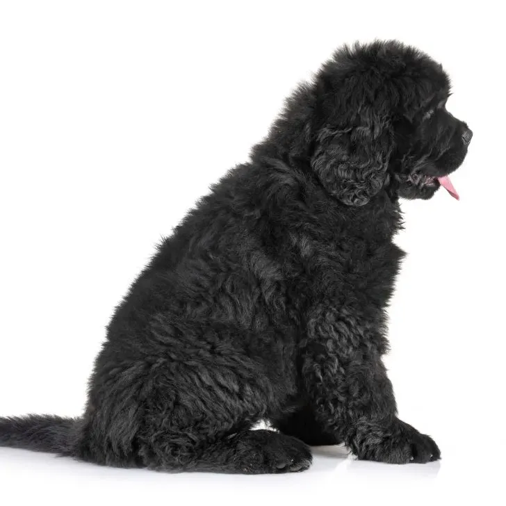 black Newfoundland puppy dog