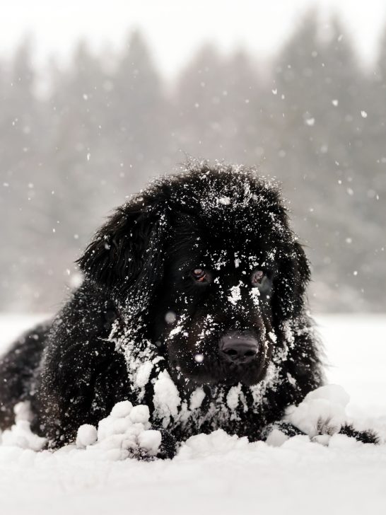 black newfoundland dog in snow