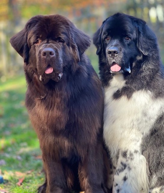 brown newfoundland and black and white newfie