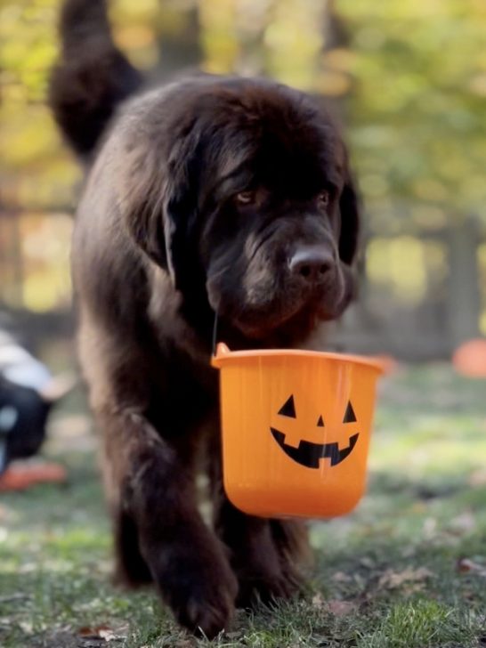 newfie puppy carrying pumpkin bucket