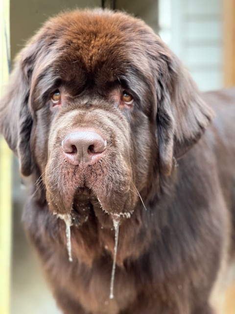 brown newfie puppy with drool