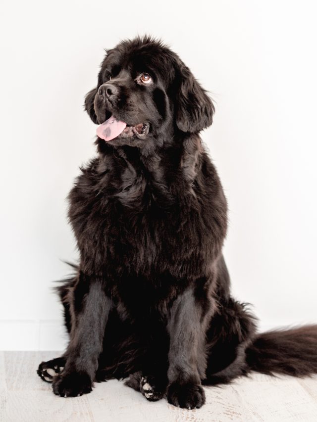 16 BIG Misconceptions About Newfies