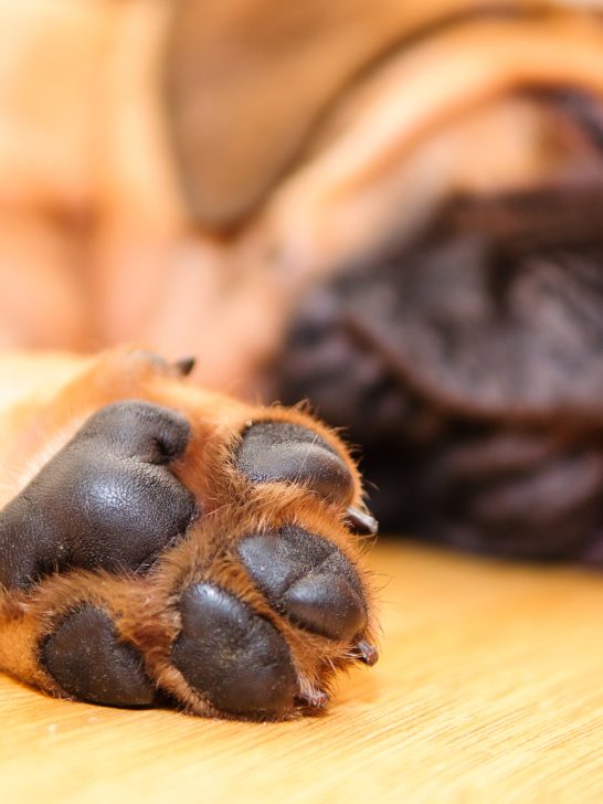 keep dog paws safe in winter