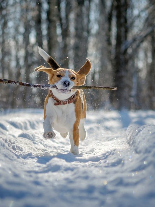 dog running through snow and ice